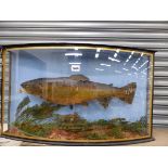 A 1926 BROWN TROUT PRESERVED IN A CASE GLAZED WITH A BOW FRONT