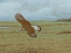 "FISH HAWK" DAVID K. WOLFE MURRAY (1929-2010) ARR. A HAWK SIGNED WATERCOLOUR 36 x 51cms