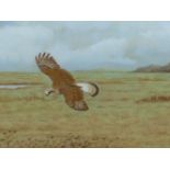 "FISH HAWK" DAVID K. WOLFE MURRAY (1929-2010) ARR. A HAWK SIGNED WATERCOLOUR 36 x 51cms