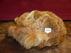 A TAXIDERMY FOX CURLED UP ASLEEP