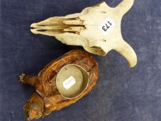 A ANTIQUE TAXIDERMY TORTOISE WITH INSERTED PIN TRAY AND A SHEEP'S SKULL.