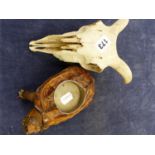 A ANTIQUE TAXIDERMY TORTOISE WITH INSERTED PIN TRAY AND A SHEEP'S SKULL.