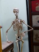 AN ANATOMICAL MODEL OF A HUMAN SKELETON ON AN IRON STAND