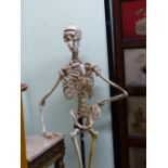 AN ANATOMICAL MODEL OF A HUMAN SKELETON ON AN IRON STAND