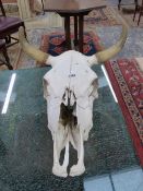 A LARGE COW SKULL.