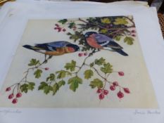 DORIS FOWLES (20th CENTURY SCHOOL) ARR. SIX COLOUR ETCHINGS OF BIRDS. FOUR PENCIL SIGNED UNFRAMED