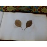 TWO LATE 19th/EARLY 20th C. VOLUMES OF APPROXIMATELY 280 DRIED AND NAMED TREE LEAVES