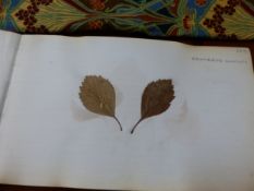 TWO LATE 19th/EARLY 20th C. VOLUMES OF APPROXIMATELY 280 DRIED AND NAMED TREE LEAVES