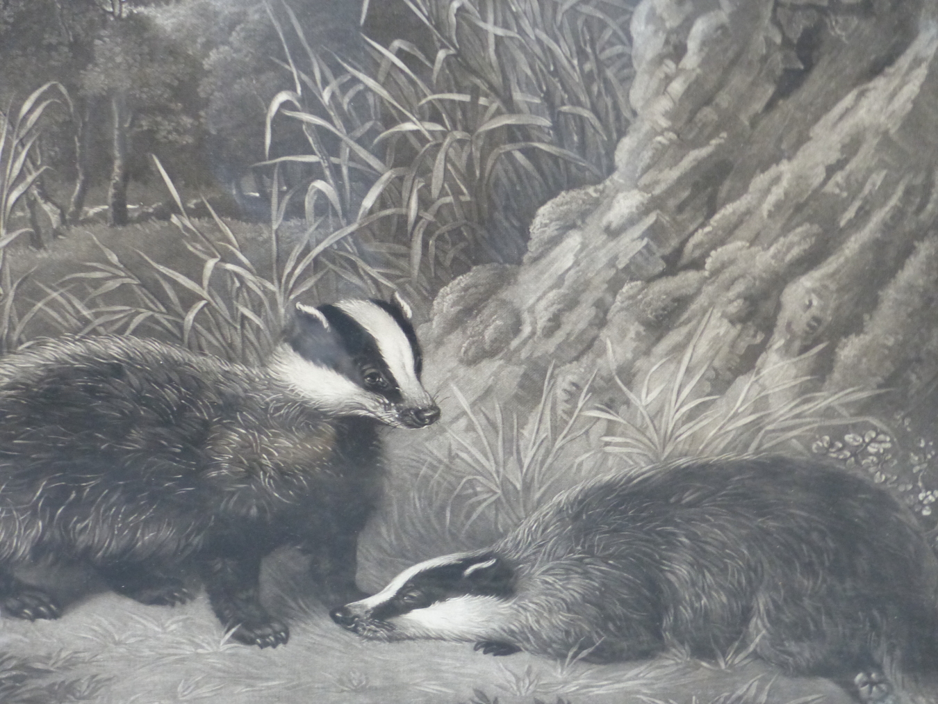 AFTER THOMAS BENNETT AN ANTIQUE MEZZOTINT OF BADGERS, PERIOD GILT FRAME 42 x 51cms