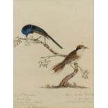 SCHOOL OF JOHN LATHAM (1740-1837) TWO ORNITHOLOGICAL WATERCOLOURS OF FOUR BIRDS EACH WITH