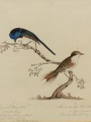 SCHOOL OF JOHN LATHAM (1740-1837) TWO ORNITHOLOGICAL WATERCOLOURS OF FOUR BIRDS EACH WITH