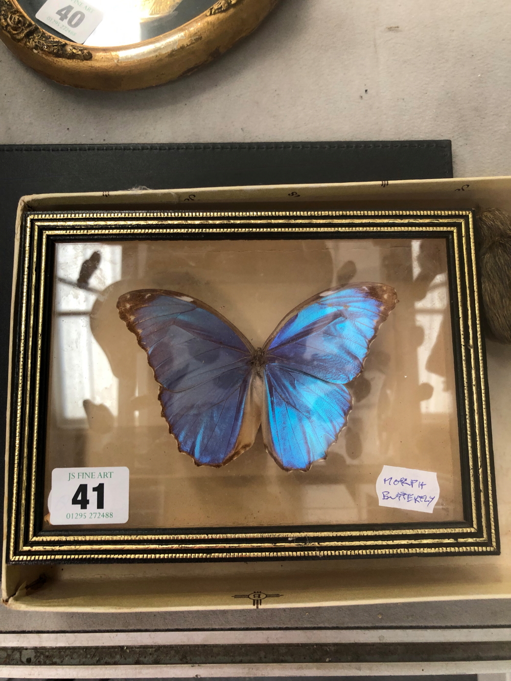 A CASED MORPH BUTTERFLY, TOGETHER WITH A MODEL KIWI BIRD USING REAL KIWI FEATHERS.