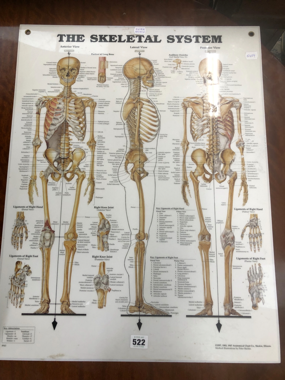 AN ANATOMICAL SKELETAL SYSTEM CHART.