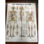 AN ANATOMICAL SKELETAL SYSTEM CHART.