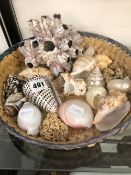 A BASKET OF VARIOUS SEA SHELLS.