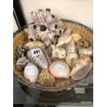 A BASKET OF VARIOUS SEA SHELLS.