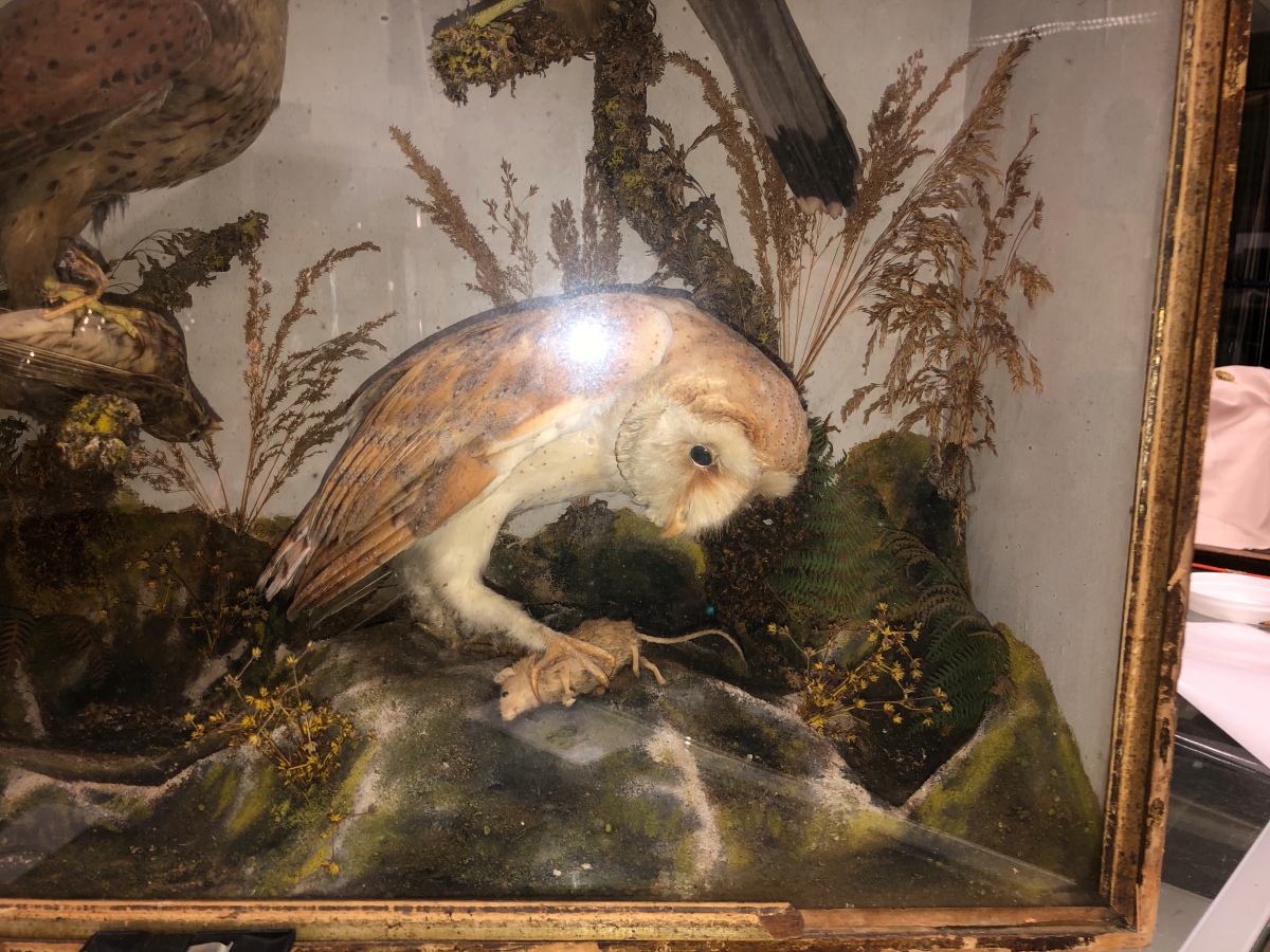 A TAXIDERMY GROUP OF A PAIR OF KESTRELS AND A BARN OWL WITH PREY OF A SMALL BIRD AND A MOUSE - Image 3 of 12