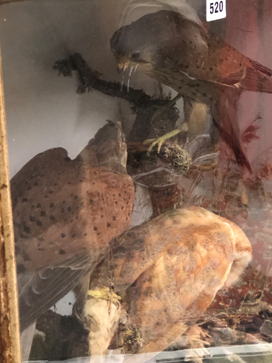 A TAXIDERMY GROUP OF A PAIR OF KESTRELS AND A BARN OWL WITH PREY OF A SMALL BIRD AND A MOUSE - Image 10 of 12