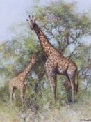 AFTER DAVID SHEPERD (1931- ) ARR. MASAI GIRAFFE AND YOUNG, PENCIL SIGNED LIMITED EDITION COLOUR