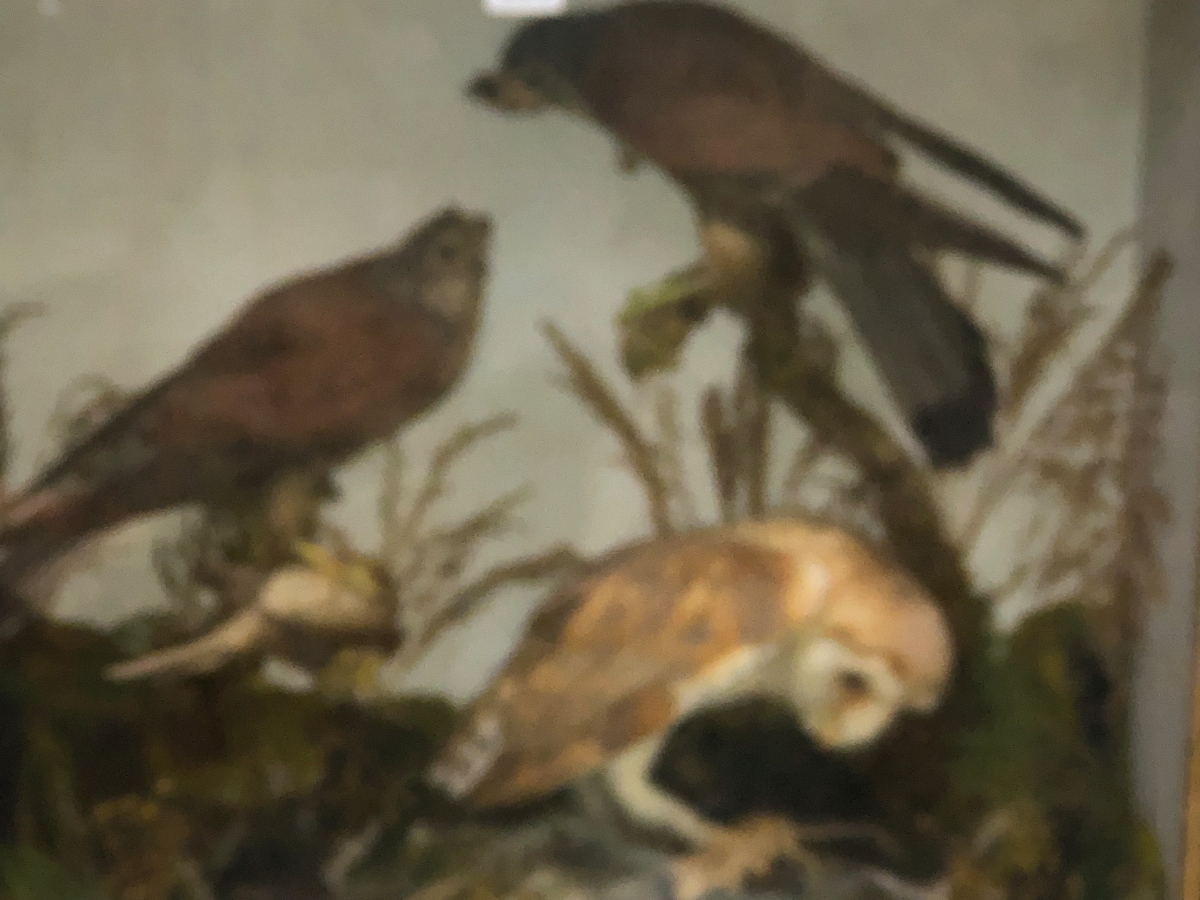 A TAXIDERMY GROUP OF A PAIR OF KESTRELS AND A BARN OWL WITH PREY OF A SMALL BIRD AND A MOUSE - Image 6 of 12