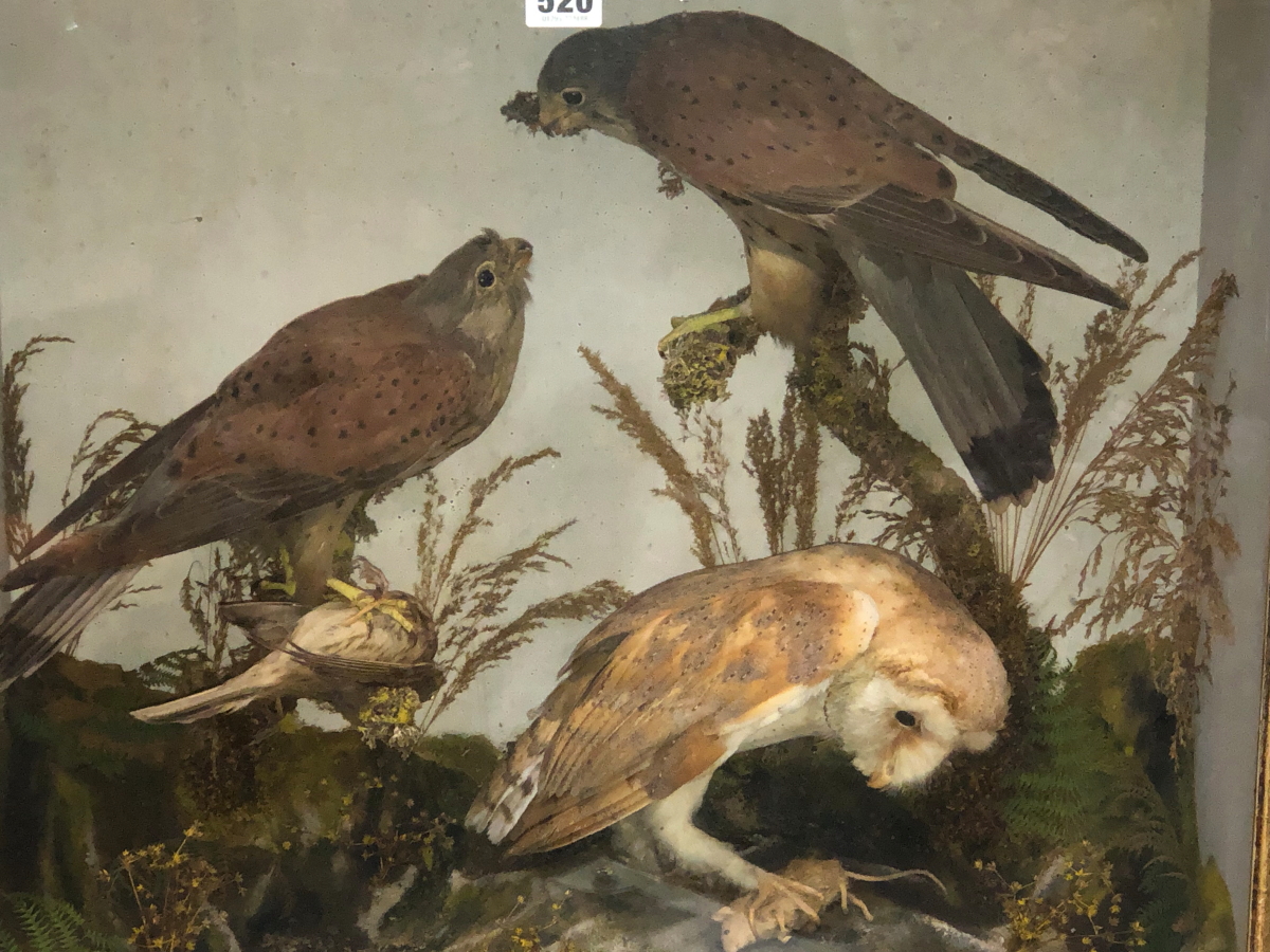 A TAXIDERMY GROUP OF A PAIR OF KESTRELS AND A BARN OWL WITH PREY OF A SMALL BIRD AND A MOUSE - Image 7 of 12
