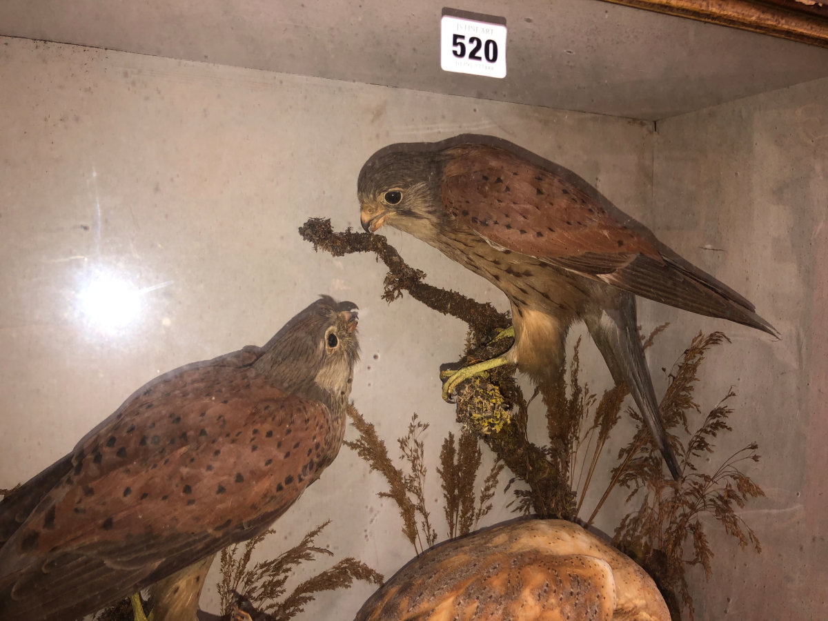 A TAXIDERMY GROUP OF A PAIR OF KESTRELS AND A BARN OWL WITH PREY OF A SMALL BIRD AND A MOUSE - Image 5 of 12