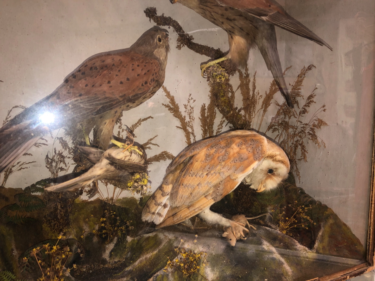 A TAXIDERMY GROUP OF A PAIR OF KESTRELS AND A BARN OWL WITH PREY OF A SMALL BIRD AND A MOUSE - Image 4 of 12