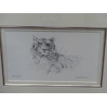 AFTER DAVID SHEPHERD (1931- ) ARR. TWO PORTRAITS OF TIGERS, PENCIL SIGNED LIMITED EDITION PRINTS..