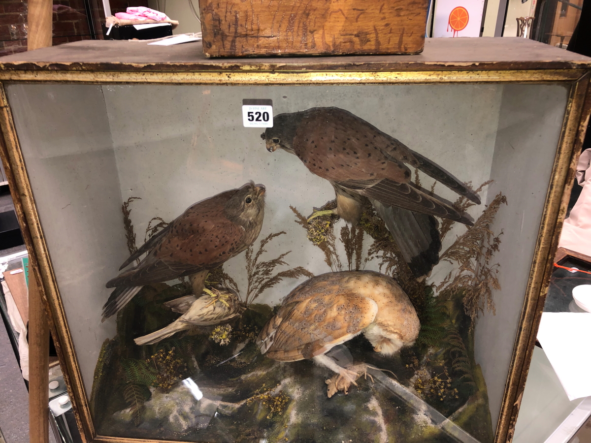 A TAXIDERMY GROUP OF A PAIR OF KESTRELS AND A BARN OWL WITH PREY OF A SMALL BIRD AND A MOUSE