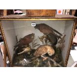 A TAXIDERMY GROUP OF A PAIR OF KESTRELS AND A BARN OWL WITH PREY OF A SMALL BIRD AND A MOUSE