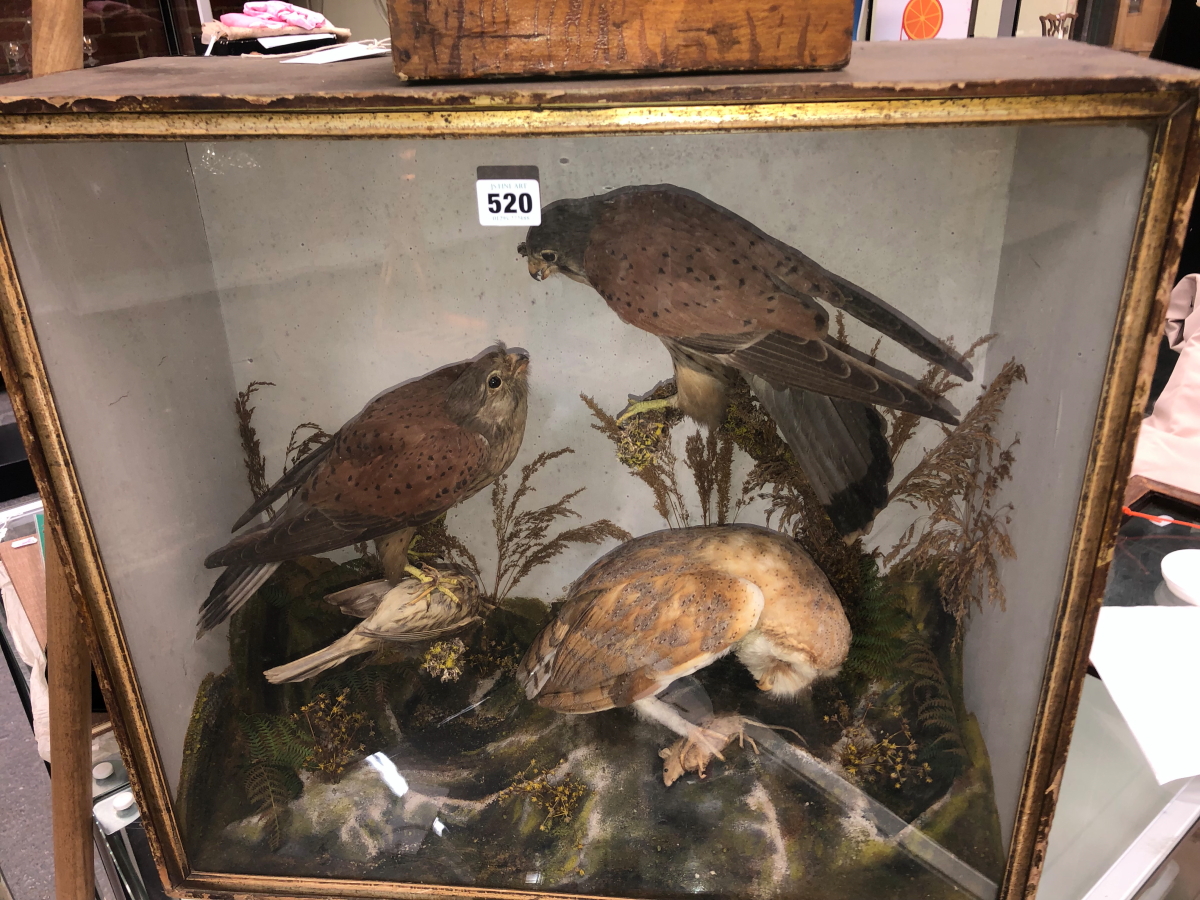 A TAXIDERMY GROUP OF A PAIR OF KESTRELS AND A BARN OWL WITH PREY OF A SMALL BIRD AND A MOUSE - Image 2 of 12