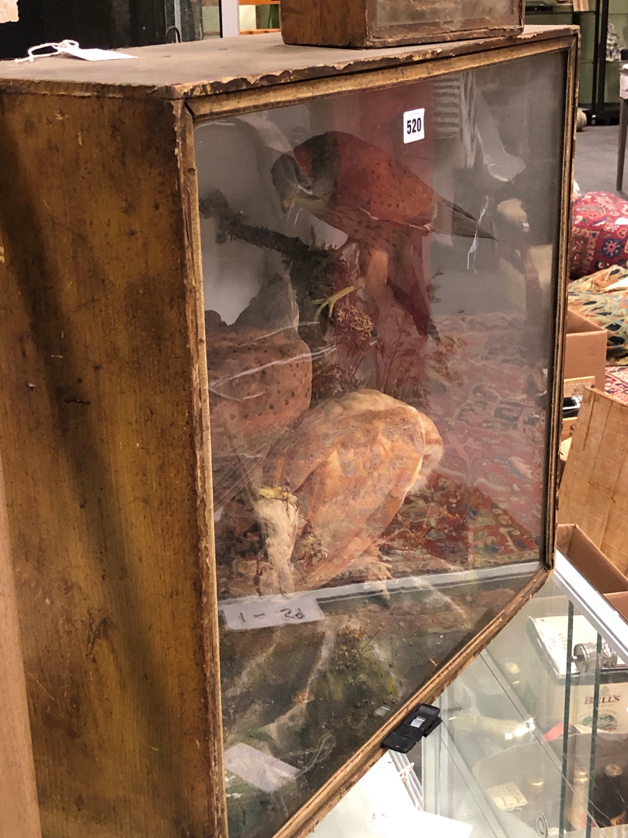 A TAXIDERMY GROUP OF A PAIR OF KESTRELS AND A BARN OWL WITH PREY OF A SMALL BIRD AND A MOUSE - Image 11 of 12