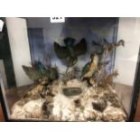 THREE TAXIDERMY KINGFISHERS PERCHED ABOVE A POOL IN A GLAZED EBONISED CASE. W 37.5 x D 25 x H