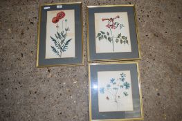 THREE PRINTS OF FLOWERS IN GILT FRAMES