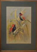 John Perry, Bishop birds, South Africa, 1974, watercolour, signed lower right, 42 x 29cm