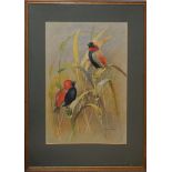 John Perry, Bishop birds, South Africa, 1974, watercolour, signed lower right, 42 x 29cm