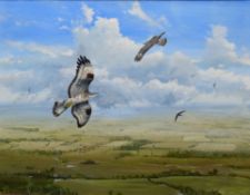 Steve Gale, Honey buzzards over Norfolk, oil on board, signed lower right, 47 x 60cm