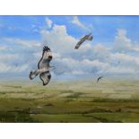 Steve Gale, Honey buzzards over Norfolk, oil on board, signed lower right, 47 x 60cm