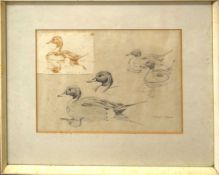 Robert Gillmor, Sketches of drake Pintails, pencil drawing with further pen and ink attached top