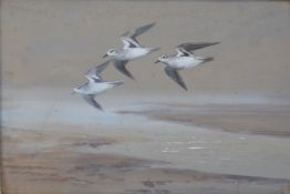 Roland Green, Oystercatchers in flight, watercolour, signed lower right, 29 x 37cm