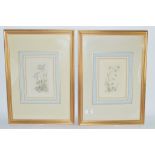 TWO PRINTS OF FLOWERS IN GILT FRAMES