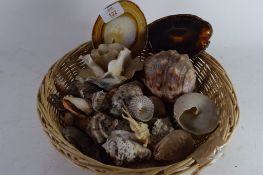 SMALL WICKER BASKET CONTAINING QUANTITY OF SHELLS