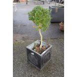 SQUARE RESIN PLANTER CONTAINING A TREE