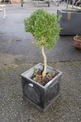 SQUARE RESIN PLANTER CONTAINING A TREE