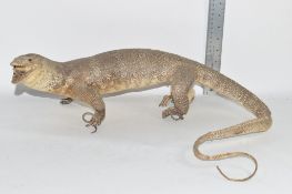 STUFFED MODEL OF A LIZARD