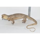 STUFFED MODEL OF A LIZARD