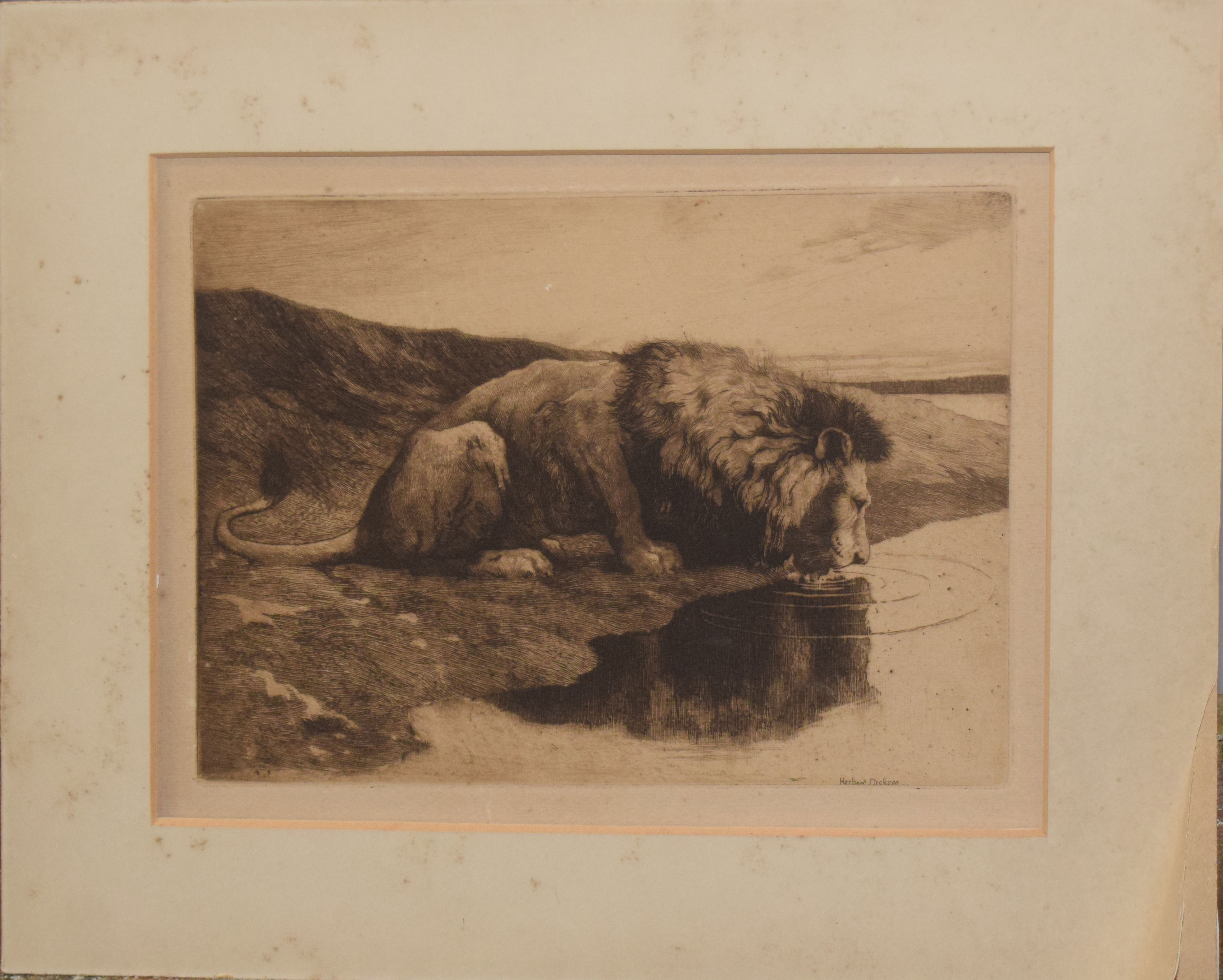 After Herbert Dicksee, Lion drinking from a pool, black and white etching, 18 x 25cm, mounted but