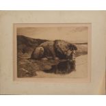 After Herbert Dicksee, Lion drinking from a pool, black and white etching, 18 x 25cm, mounted but