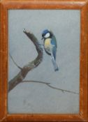 Philip Rickman, Blue Tit, watercolour, signed and dated 1959 lower left, 15 x 11cm
