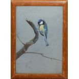 Philip Rickman, Blue Tit, watercolour, signed and dated 1959 lower left, 15 x 11cm